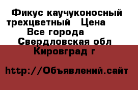 Фикус каучуконосный трехцветный › Цена ­ 500 - Все города  »    . Свердловская обл.,Кировград г.